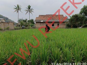 Geolistrik PAMSIMAS 2024 Kab. Pringsewu – Desa Ambarawa Barat